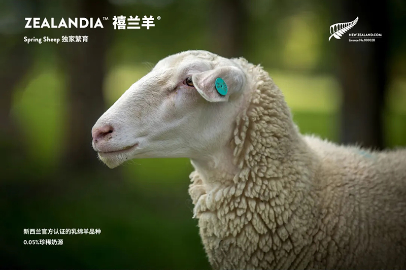 Spring Sheep���dȫ�d����׃��̷�����^ע���@�G����CBME05.jpg
