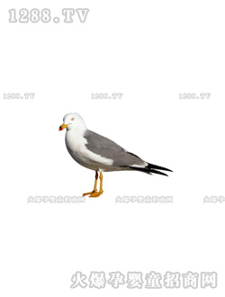 �����ٿƿ�֮�B�ƪ